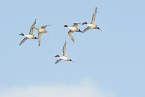 Pintail: Pintail Ducks