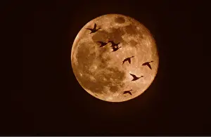 Circles: PINTAIL DUCKS - Flock In Silhouette, Flying Across