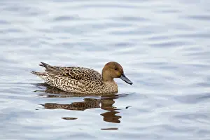 Pintails: Pintail - female in winter