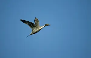 Pintails: Pintail - in flight