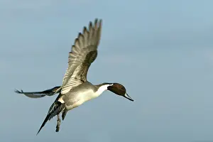 Pintails: Pintail - in flight