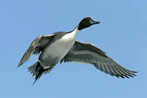 Pintails: Pintail - in flight