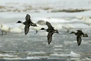 Pintails: Pintail - three in flight