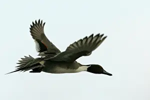 Pintails: Pintail - in flight