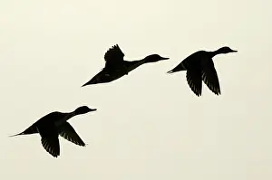 Pintails: Pintail - three in flight