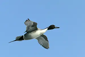 Pintails: Pintail - in flight