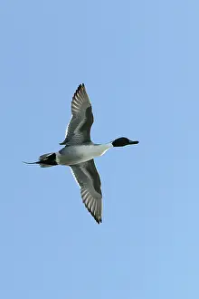 Acuta: Pintail - in flight