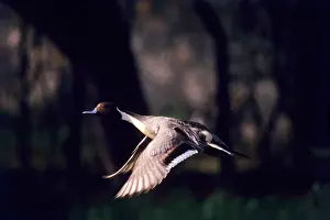 Acuta: Pintail - in flight