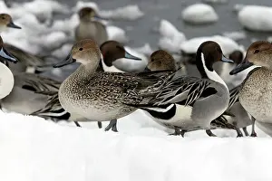 Acuta: Pintail - group