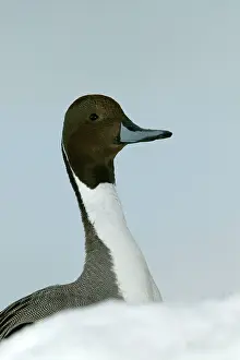 Acuta: Pintail - head