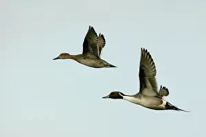 Pintails: Pintail - pair in flight