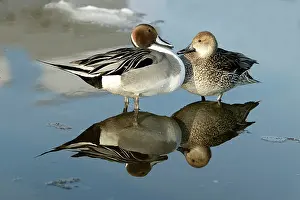 Pintails: Pintail - pair, standing in water