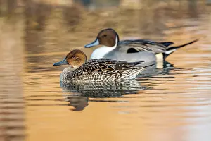 Pintail: Pintail - Pair - UK