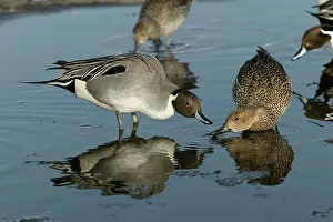 Acuta: Pintail - pair in water, drinking