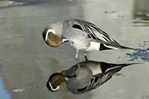 Acuta: Pintail - preening