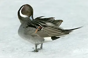 Acuta: Pintail - preening