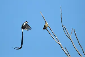 Vidua: Pintailed Whydah