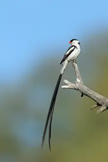 Vidua: Pintailed Whydah