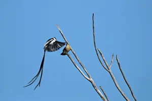 Vidua: Pintailed Whydah