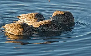 Pintails: Pintails - group of females all feeding at once