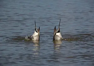 Upended: Pintails - Two male feeding by upending. Seed-eaters