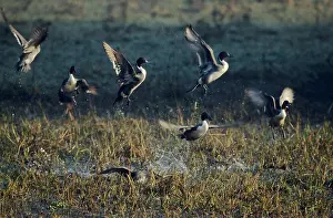 Acuta: Pintails - taking-off