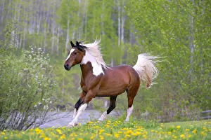 Galloping: Pinto Arabian Gelding runningalong a river on spring