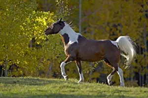 Trotting: Pinto Arabian Gelding trotting in meadow with trees