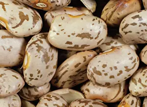 Pulse: Pinto bean