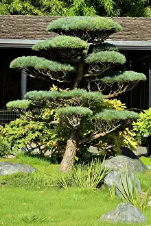 Topiary: Pinus sp. Parc Floral de Paris, Paris (75012)