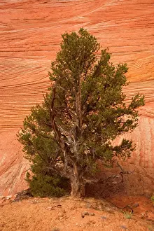 Edulis: Pinyon and Escalante cross-bedding - a small Pinyon