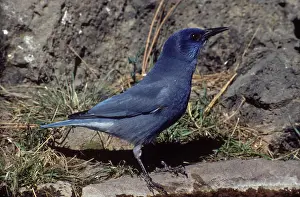 Pinyon: Pinyon Jay