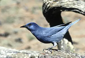 Jays: Pinyon Jay
