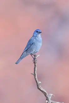Juniper: Pinyon Jay - perched in dead branches of a juniper - January