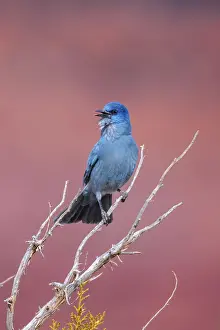 Juniper: Pinyon Jay - perched in dead branches of a juniper singing -