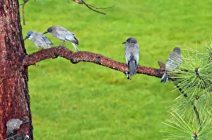 Feeders: Pinyon Jays - at a feeder