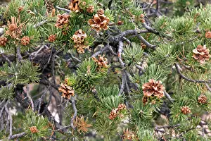 Edulis: Pinyon Pine