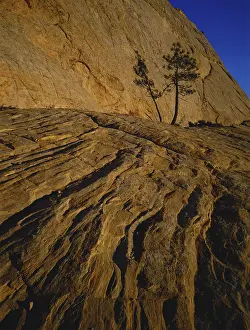 Edulis: Pinyon Pine on Rock Cliff