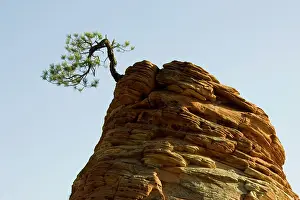 Edulis: Pinyon Pine - Solitary pine tree on top of an isolated