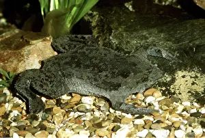 Toad: Pipa pipa / Surinam toad