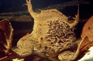 Andrea Florence: Pipa pipa / Surinam toad - young emerging from