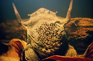 Andrea Florence: Pipa Pipa Toad / Surinam toad - young emerging