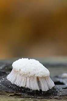Pipe: Pipe Cleaner Slime (Stemonitis axifera) on a br