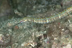 Corythoichthys: Pipefish