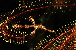 Inspiration: Pipefish