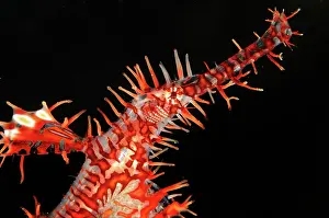 Cebu: Pipefish
