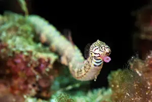 Line: Pipefish