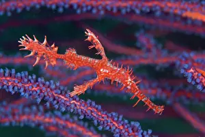 Pipefish: Pipefish (Syngnathinae) among sea whips
