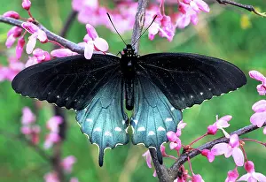 Ohio: Pipeine Swallowtail