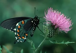 Philenor: Pipevine Swallowtail